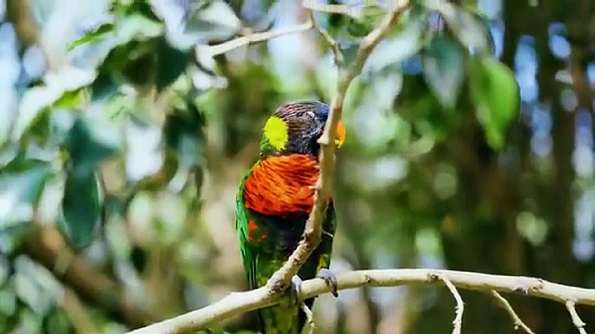 ASTOUNDING ANIMALS 8K ULTRA HD