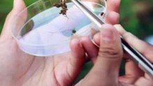 * ¿Conoces las 3 ramas principales de la botánica?