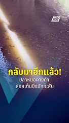 โผล่เต็มบึงมักกะสัน "ปลาหมอคางดำ" | PPTV Online