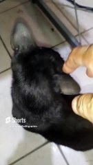 El gato pernanca bien agusto jugando conmigo en la oficina me vino a visitar un rato #animales #pet