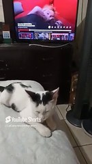 El gato pernanca le gusta mucho jugar conmigo y esta bien bonito mi amigo peludo #animales #shorts