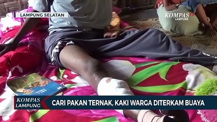 下载视频: Cari Pakan Ternak, Kaki Warga Diterkam Buaya