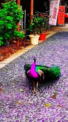 PEACOCK,,, A male peafowl which has very long tail features that have eye like marking and can be erected and fanned our display