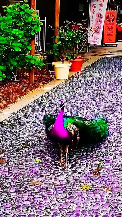 PEACOCK,,, A male peafowl which has very long tail features that have eye like marking and can be erected and fanned our display