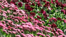 Flowers at Canberra’s Floriade festival start blooming a month before opening as spring weather arrives early