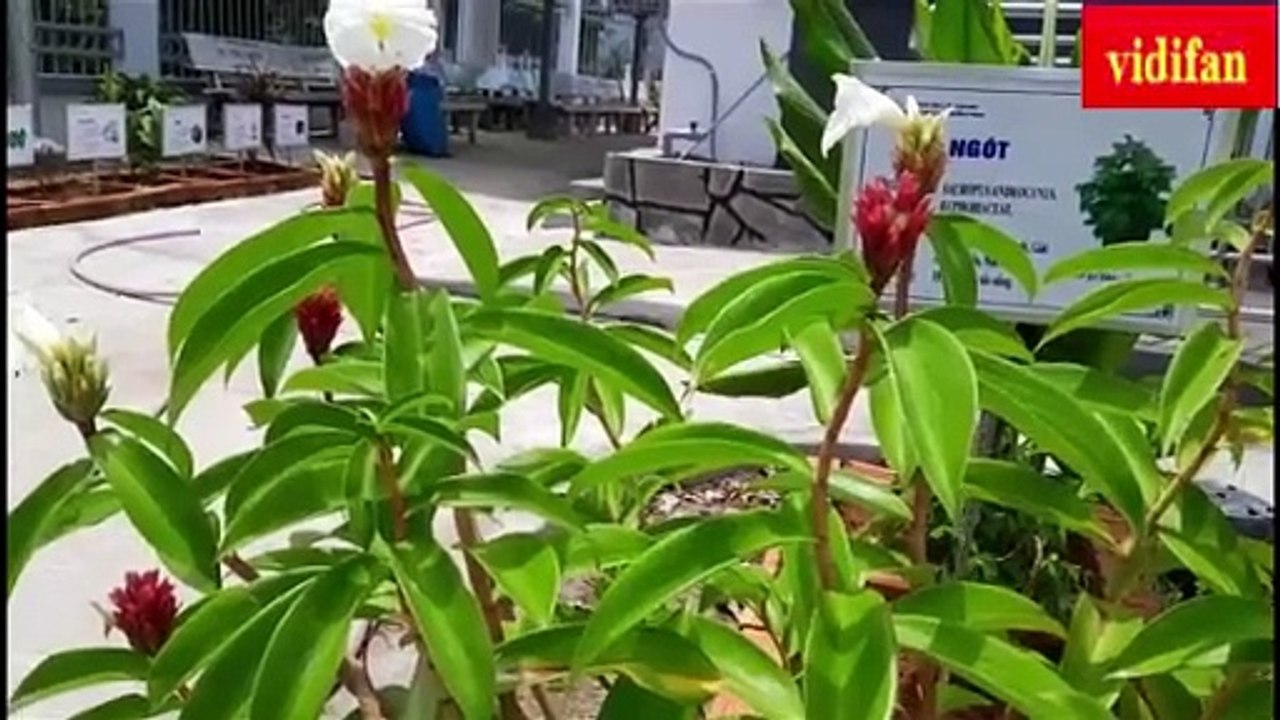 công dụng cây cát lồi