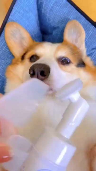 Dogs Soft Silicone Clean Foot Cup Outdoor Portable Pets Dog Paw Cleaner Cup Rotating Cup Manual Quick Feet Wash Cleaning