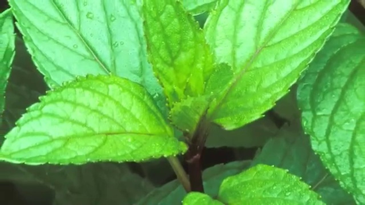 1 Teacup Before Bed...Shed Belly Fat and Sleep Soundly! Dr. Mandell