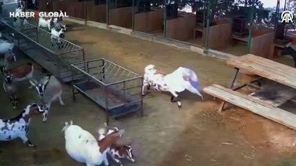Başına çuval dolanan keçi sürüyü korkuttu, görüntüler herkesi güldürdü