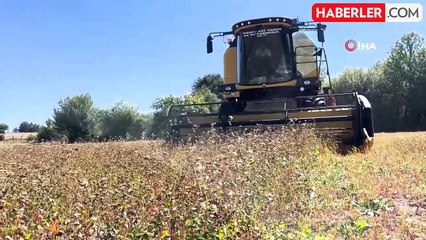 Çölyak hastalarının besin kaynağı karabuğdayın hasadı başladı