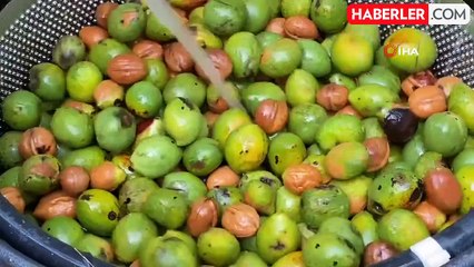 Adana'da ceviz hasadı başladı