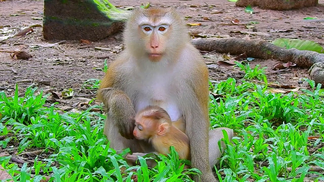 Oh .... Robin fell from a tree but was rescued by Rose in time Rose is really