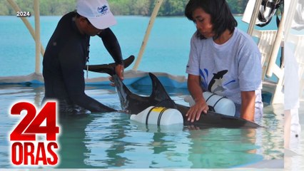 Marine mammals na biktima ng dynamite fishing at stranding, ni-rescue ng rehab facility sa Subic | 24 Oras
