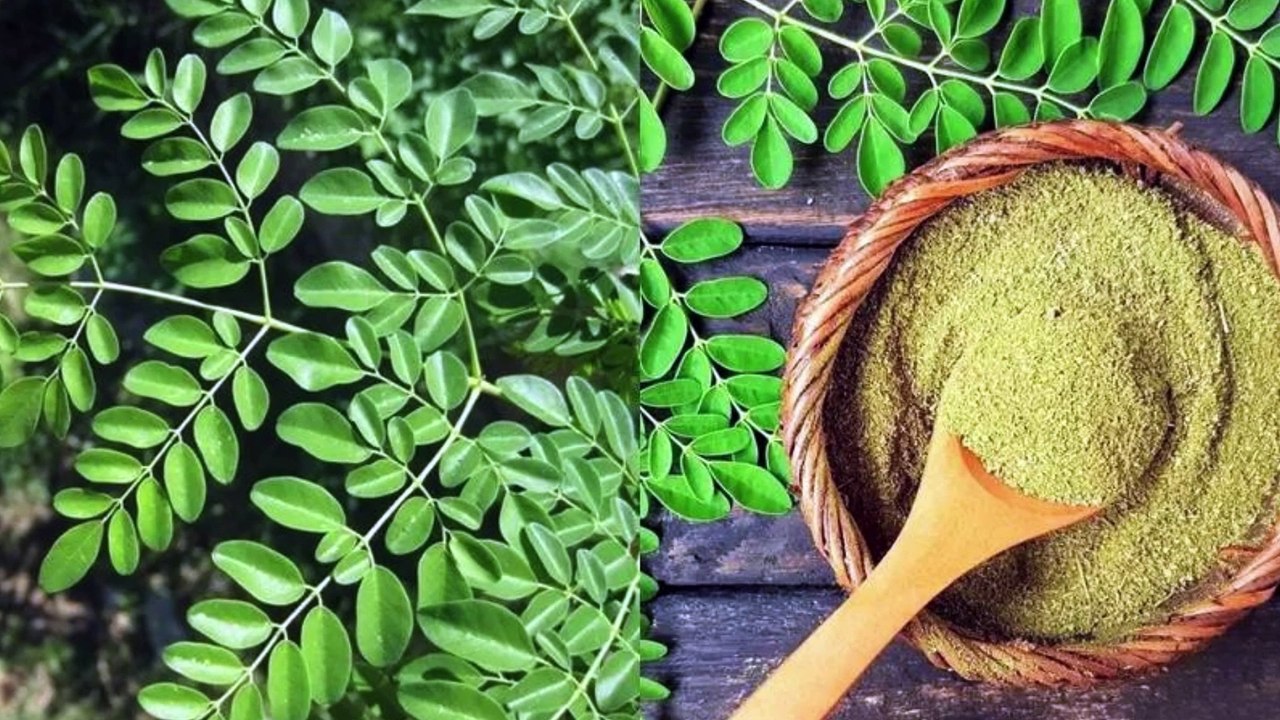 The benefits of Moringa leaves for beauty, can make your skin bright, it would be a shame to miss it