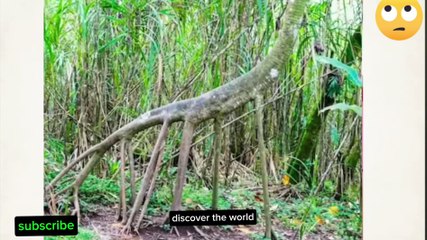 Rarest trees | Dangerous trees