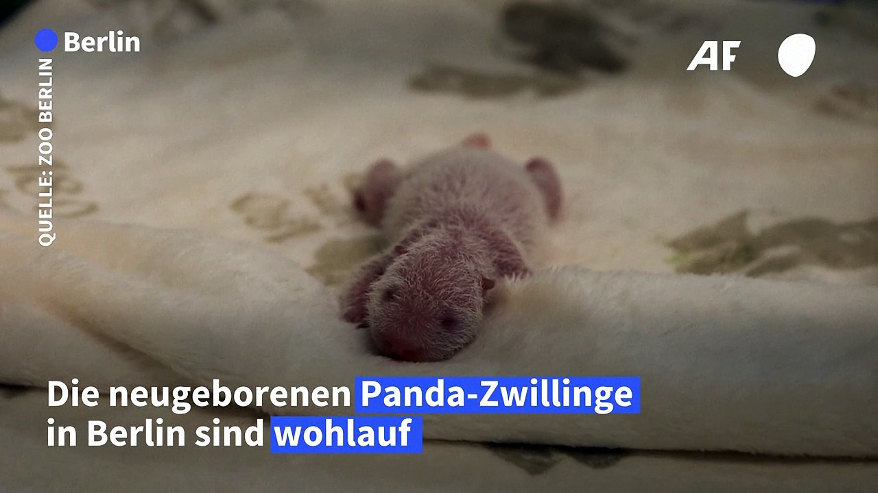 Berlin: Pandababys entwickeln sich gut