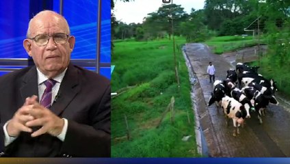 Precios de productos lácteos en Panamá siguen impactados por la pandemia, según Anagan