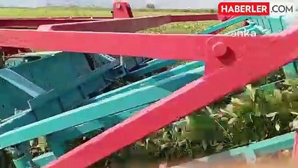 Osmaniye'de yer fıstığı çiftçileri zor durumda