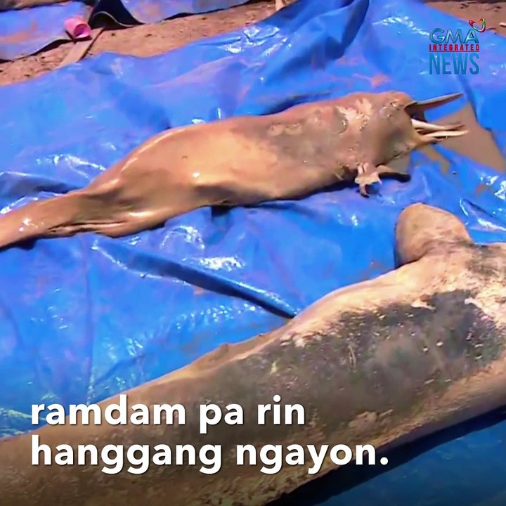 Title:  Dolphin, binuhat na parang baby para ma...