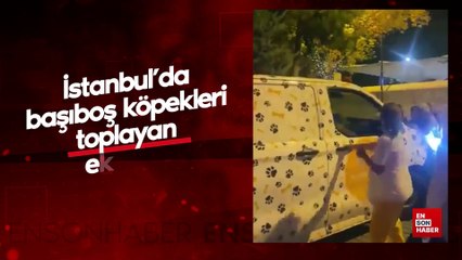 İstanbul'da başıboş köpekleri toplayan ekipleri tehdit ettiler