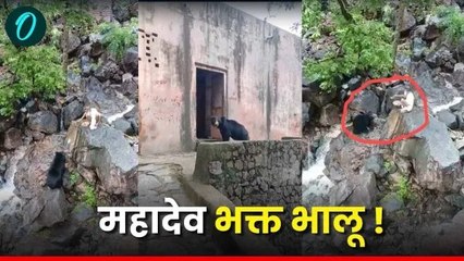 Rajasthan: सवाई माधोपुर रणथम्भौर अभ्यारण में शिव भक्त भालू का वीडियो का VIDEO वायरल