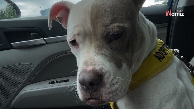 Un bénévole offre une journée de rêve à une chienne abandonnée : le retour au refuge se fait dans les larmes