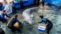 El peculiar 'acento' de las belugas que huyeron de la guerra de Ucrania para vivir en Valencia