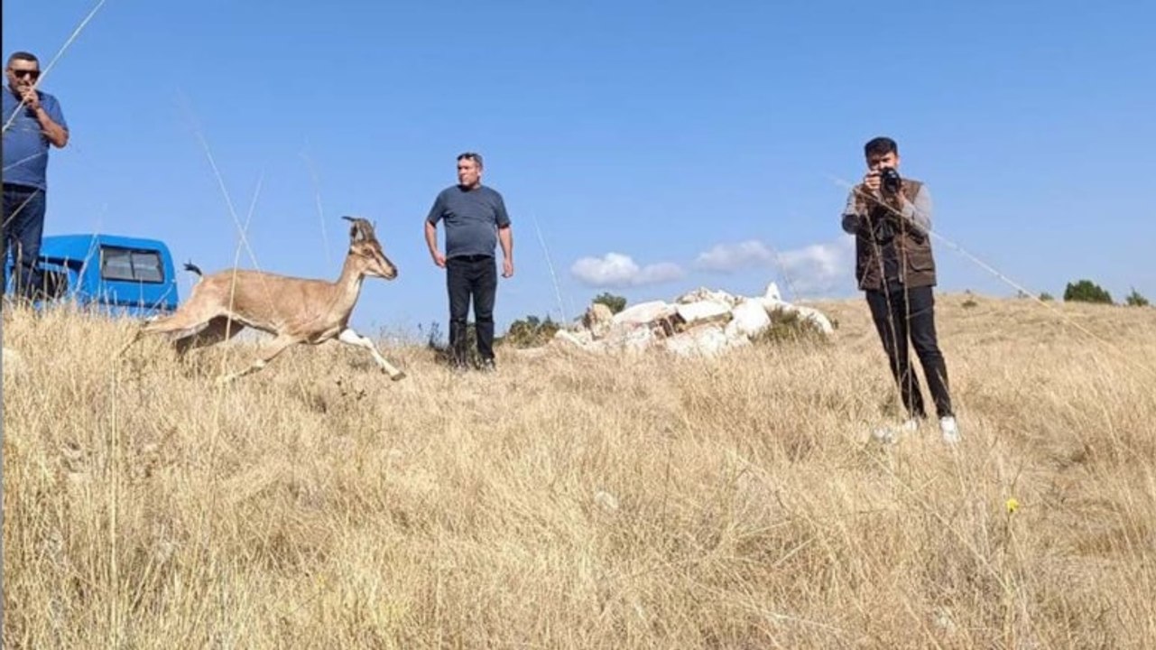 Beş dağ keçisi doğal ortamına bırakıldı