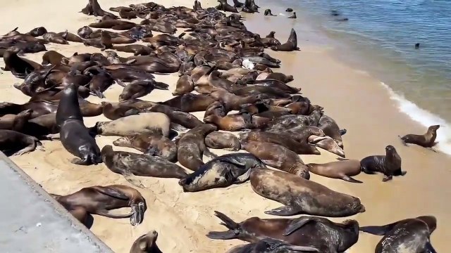 De drôles de touristes envahissent les plages en Californie