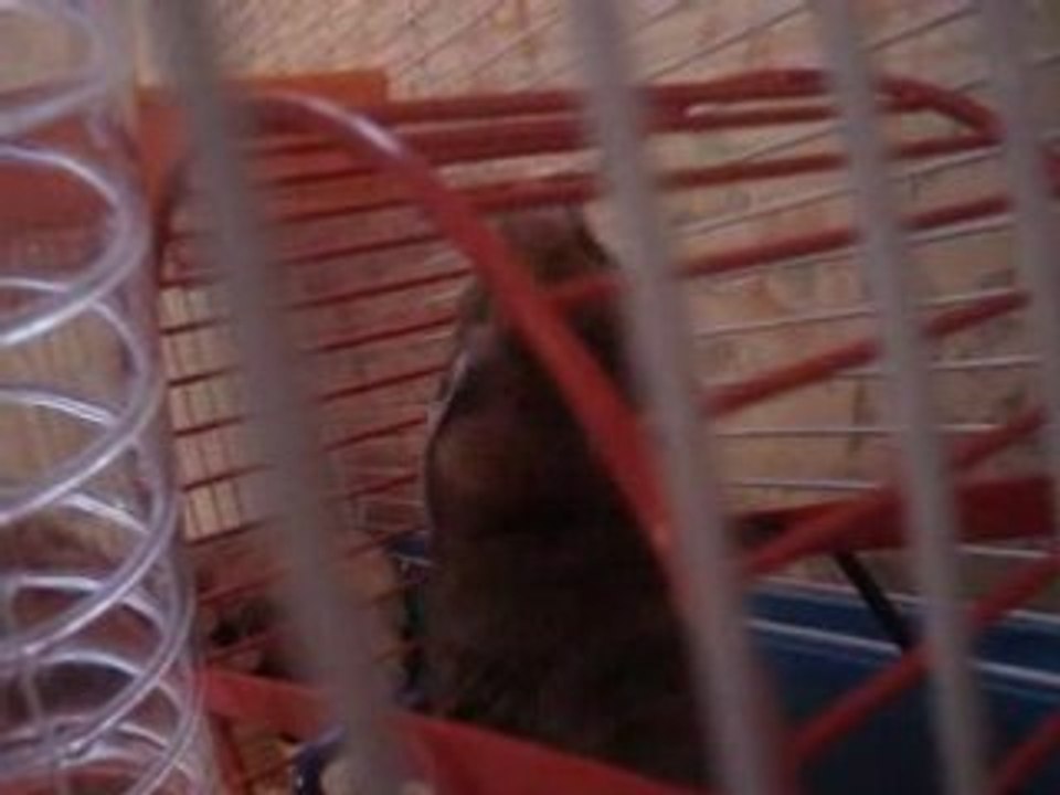 mon hamster qui va pas faire de la roue
