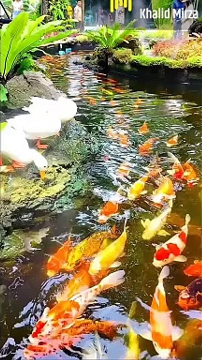 FISHES,,,,, Here is a beautiful and colorful fishes in the lake