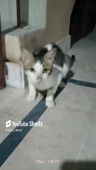 where is my mother  #shorts #music #beats #youtube #002 @star_14672