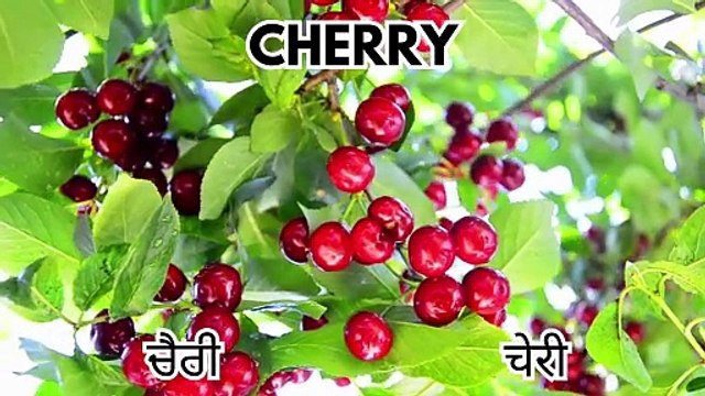 Basic Fruits Names with Pictures for Nursery Kids & Children
