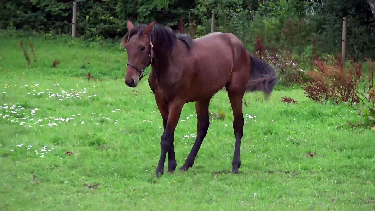 Le Peak - Stallion