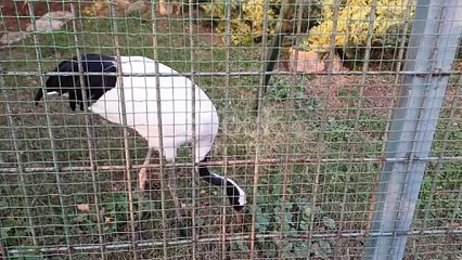 Best Flamingo birds video on the zoo