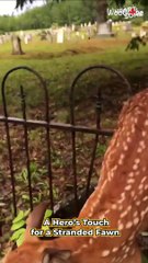 Man Saves Baby Deer from Fence