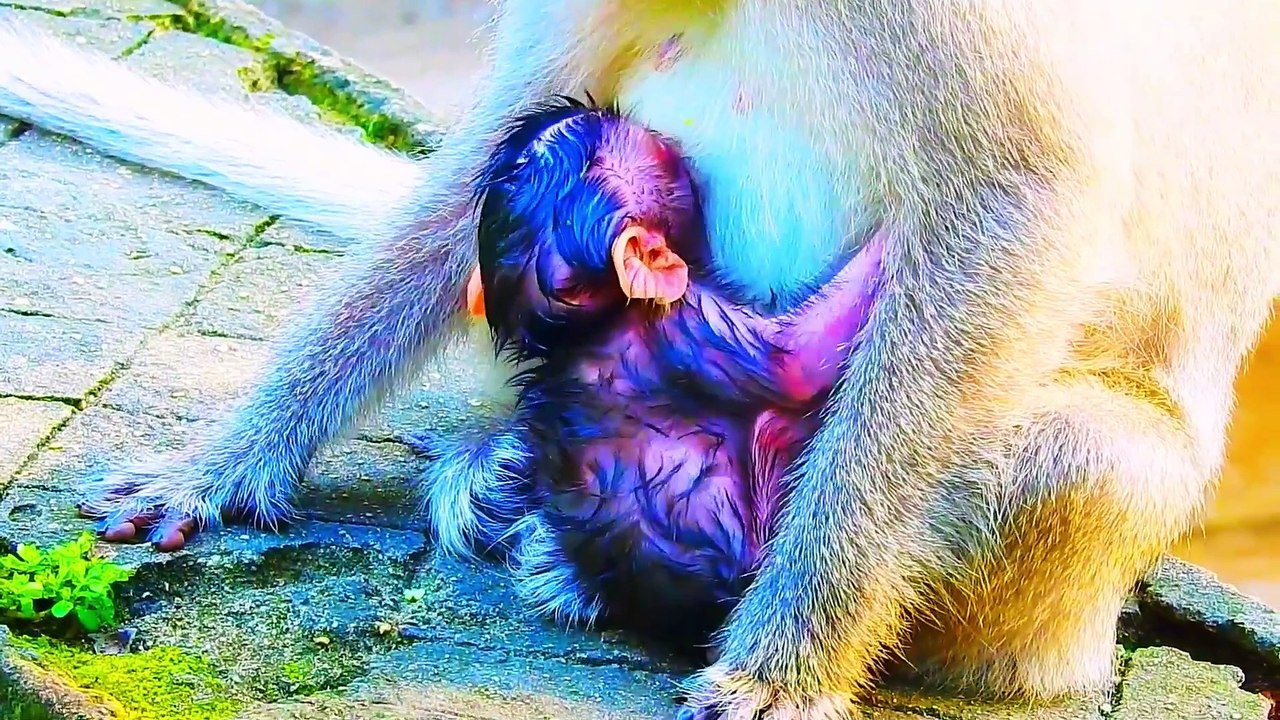 Very special trend! After the mother giving birth, the new baby looks too