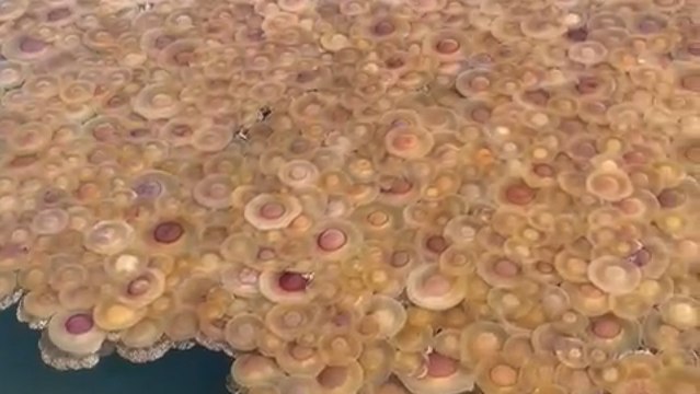 Un vídeo de la infestación de medusas en las playas del Mar Menor en Los Urrutias (Cartagena).