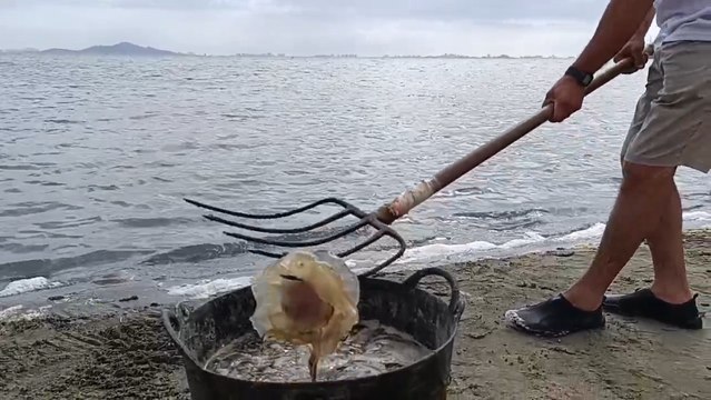 Un equipo de limpieza de Tragsa llena un capazo con medusas que habían llegado a la orilla de una playa del Mar Menor en Los Urrutias.