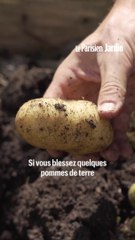 Quand récolter les pommes de terre et comment les conserver ?
