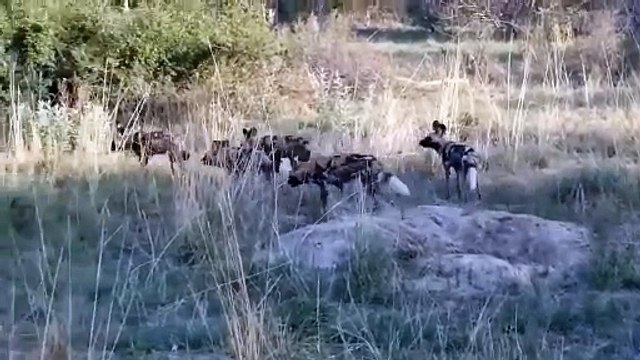 Leopard vs Wild Boar vs Wild Dog! Wild Boar Cawls Into Cave To Avoid Wild Dog Pack And Being Stalked By Leopard