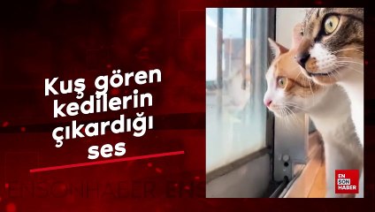 Kuş gören kedilerin çıkardığı ses