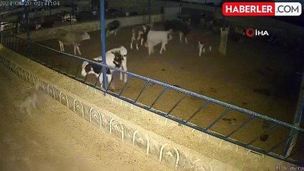 Kırşehir'de mandıraya dadanan kurtlar tedirginlik yaratıyor