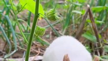 adorable family pet