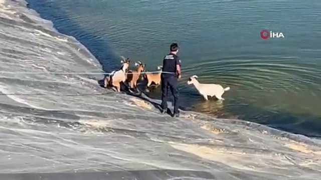 2 gündür sulama göletinde mahsur kalan 6 küçükbaş hayvan ve bir köpek itfaiye ekiplerince kurtarıldı