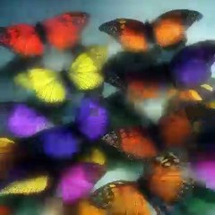 Butterflies transformation