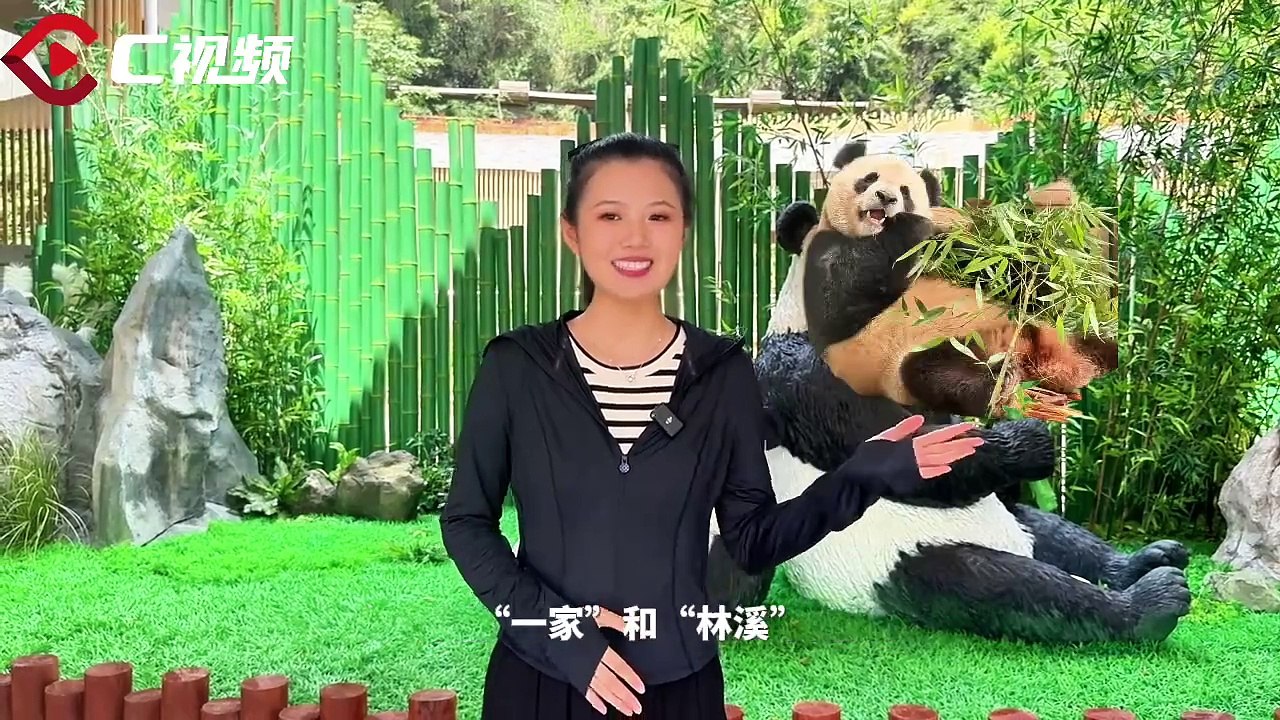 C视频｜9月可参观！大熊猫“林溪”、“一家”在华蓥等您 - 川观新闻