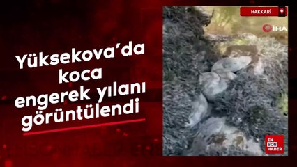 Yüksekova'da koca engerek yılanı görüntülendi