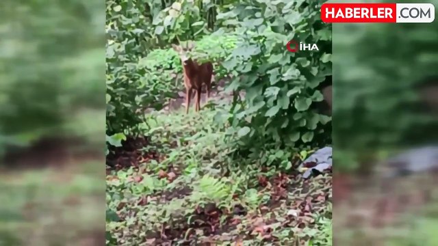 Ordu'da fındık bahçesine giren karaca böyle görüntülendi