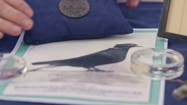 Antiques Roadshow guests shocked at value of war medal awarded to pigeon